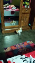 Kitten Afraid of Its Own Reflection