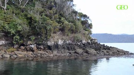 Nouvelle-Zélande : escapade sur l'île aux oiseaux [GEO]