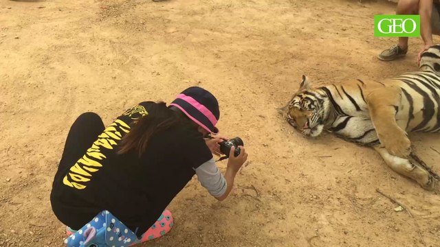Le Wat Pha Luang Ta Bua, «temple des tigres» controversé en Thailande [Making-of GEO]
