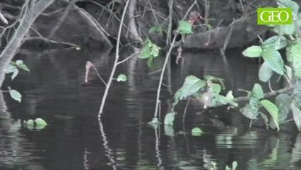 GEO Making of - Apprendre à vivre avec les caïman noirs (4/5)