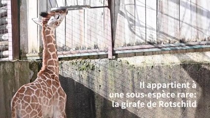 Un girafon est né au zoo d'Amnéville, une première
