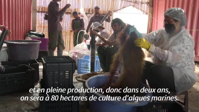 La Tunisie, pionnière de la culture des algues rouges en Méditerranée