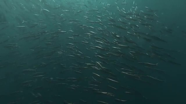 Fascinante course de sardines au large de l'océan Indien
