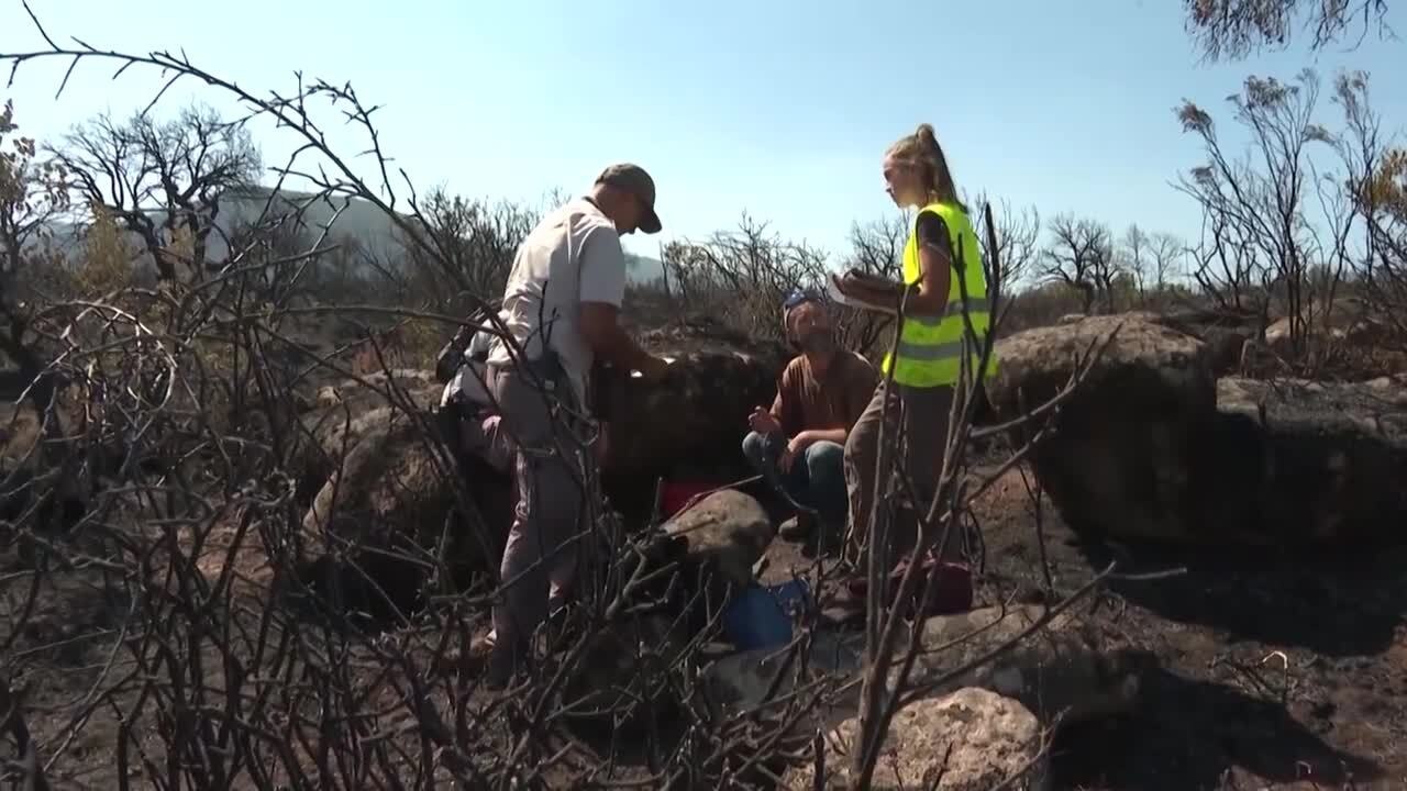 Opération sauvetage de tortues dans une réserve naturelle du Var ravagée par le feu
