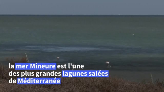 Espagne: chaîne humaine après la mort de millions de poissons asxphyxiés par les nitrates