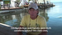 En Floride, un laboratoire tente de sauver les coraux d'une mystérieuse maladie