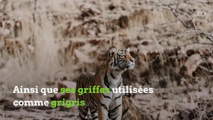 Le tigre, une espèce en danger.