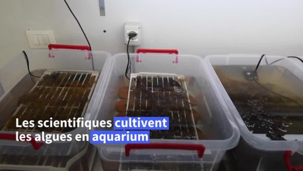 Menaces sur les forêts marines: en Albanie, c'est le désert des gobies