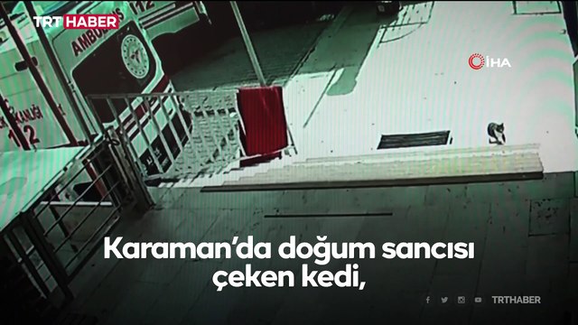 Doğum sancısı çeken kedi sağlık merkezine geldi