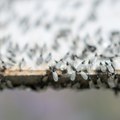 CAM - D'où viennent les fourmis volantes ?