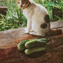 CAM - Pourquoi les chats ont-ils peur des concombres ?