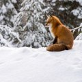 CAM - Comment les animaux peuvent survivre à l'hiver ?