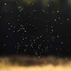 CAM - Comment se débarrasser des moucherons ?