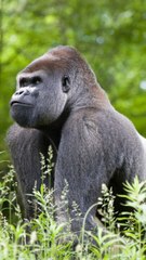 CAM - Pourquoi certains gorilles ont-ils le dos argenté ? (1)