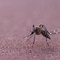 Cinq choses à savoir sur la dengue