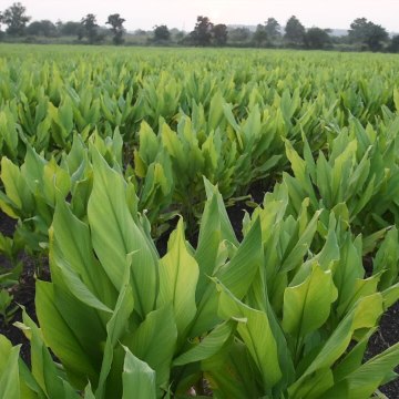 CAM Curcuma : usages, bienfaits et risques