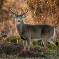 CAM- Présentation de la chasse en France