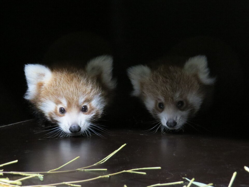 FEMME ACTUELLE - Naissance de deux pandas roux à Lyon