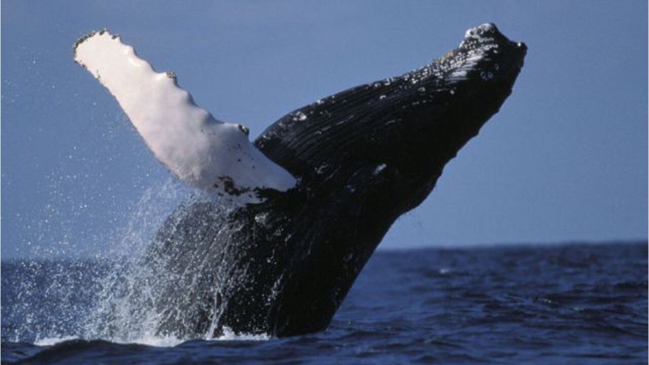FEMME ACTUELLE - VIDÉO - Aux États-Unis, deux kayakistes se font engloutir par une baleine
