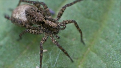 FEMME ACTUELLE - Confiné avec une araignée géante, un couple lance un appel à l’aide