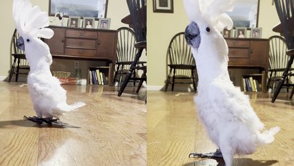 'Cockatoo's cute 'sneaky walk' has made her an internet darling '