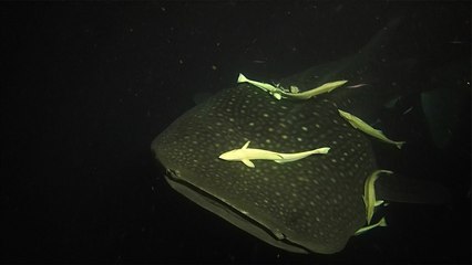'Hungry & Shy Whale Shark greets visitors after midnight '