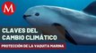 Científicos detectan 8 vaquitas marinas con dos crías; hay esperanza: Sea Shepherd | Claves del cambio climático