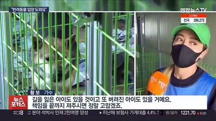 유기동물 연간 20만마리…주인 찾기 나선 봉사단체