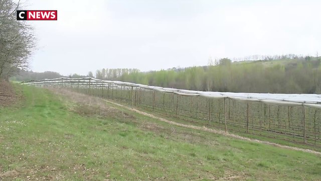 Gel : deux ans sans récolte pour ces agriculteurs ?