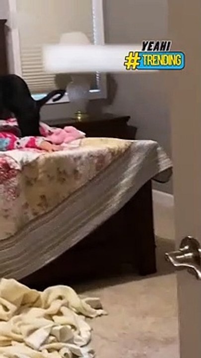 Hài hước hình ảnh chú mèo massage lưng cho cô chủ ngủ