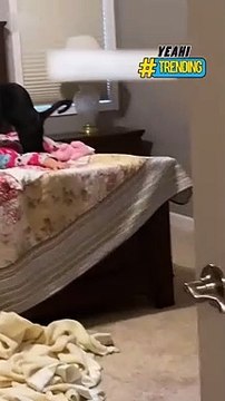 Hài hước hình ảnh chú mèo massage lưng cho cô chủ ngủ