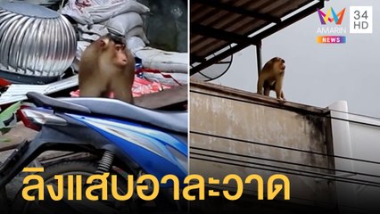 ชาวบ้านเดือดร้อนหนัก ลิงอาละวาด ขโมยของกินในบ้าน | ข่าวเที่ยงอมรินทร์ | 6 เม.ย.65
