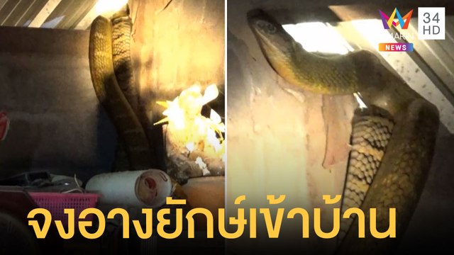 งูจงอางยักษ์เข้าบ้านหวังกินไก่ กู้ภัยไล่จับเหนื่อย | ข่าวเที่ยงอมรินทร์ | 6 เม.ย.65