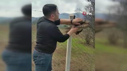 Bursa'da koruma tellerine takılan şahin kurtarıldı