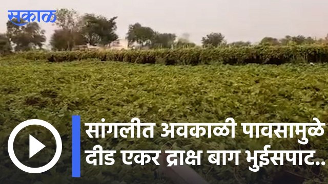 Sangli | सांगलीत अवकाळी पावसामुळे दीड एकर द्राक्ष बाग भुईसपाट.. | Sakal |