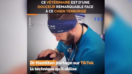 Ce véto est le meilleur ami des animaux