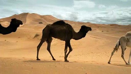 mixkit-camels-walking-in-the-desert-4285