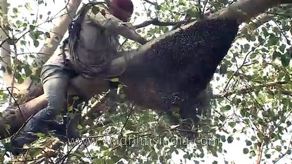 Chasing the Bees away_ Traditional honey removal