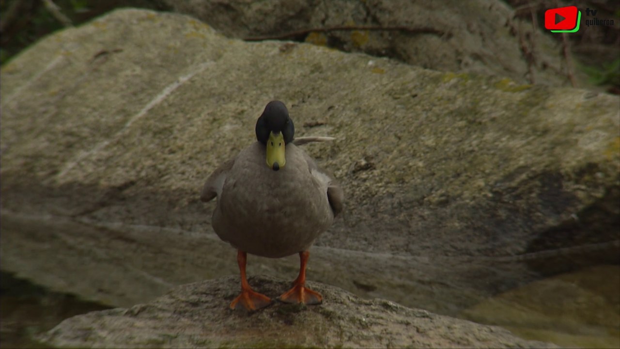 Quiberon   |   La mare aux Canards   | TV Quiberon 24/7