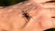 Mordu par une araignée sur le pénis, cet homme risque l'amputation