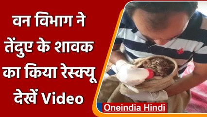 UP के Meerut में Leopard के शावक को मां से मिलाने के लिए सर्च अभियान जारी | वनइंडिया हिंदी