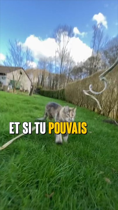 Weenect Cats : l'outil révolutionnaire pour ne plus jamais perdre votre chat de vue