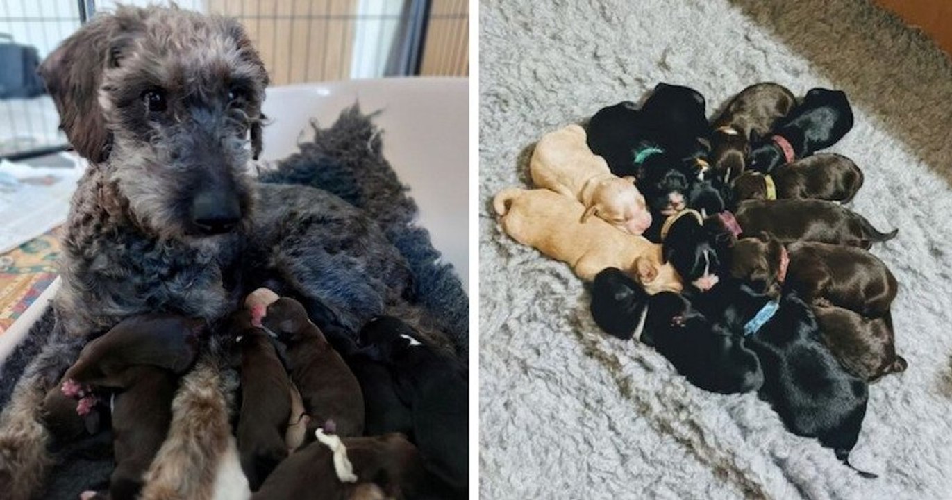 Une chienne de refuge surprend le personnel après avoir donné naissance à une portée de... 13 chiots !