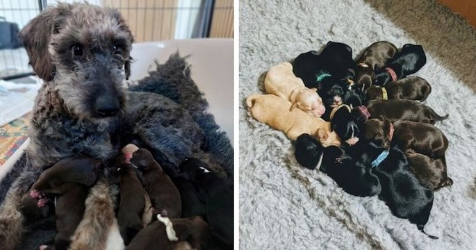 Une chienne de refuge surprend le personnel après avoir donné naissance à une portée de... 13 chiots !