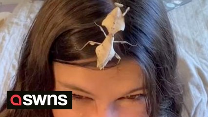 US student creates MINI APARTMENTS for her pet praying mantises