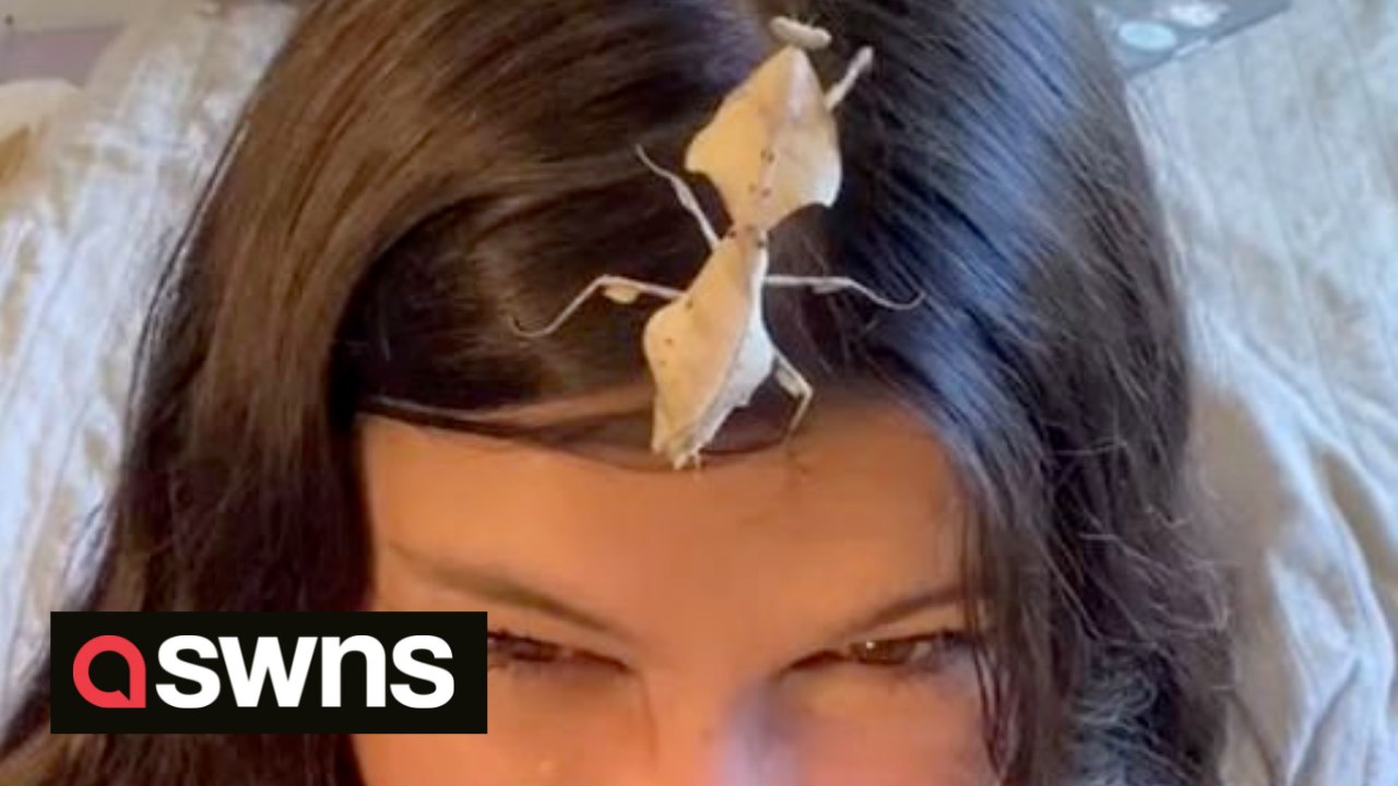 US student creates MINI APARTMENTS for her pet praying mantises