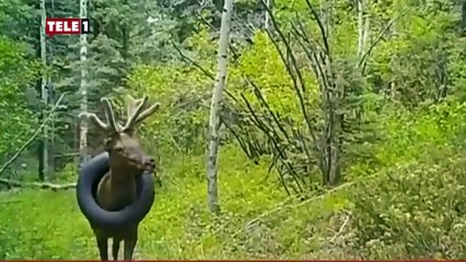 2 yıldır boynunda araba lastiğiyle yaşayan geyik sonunda kurtarıldı