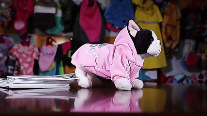 2021 Winter Pet Dog Clothes Dogs Hoodies Fleece Warm Sweatshirt Small Medium Large Dogs Jacket Clothing Pet Costume Dogs Clot