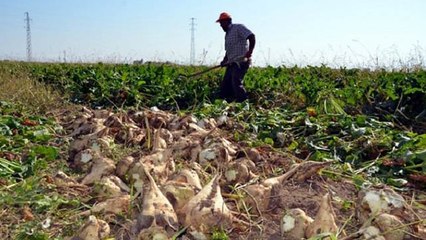 Şeker pancarı üreticileri: Dayanacak gücümüz kalmadı