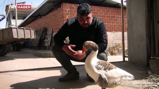 Manisa'da bir çiftçinin kesmek için aldığı kaz can dostu oldu